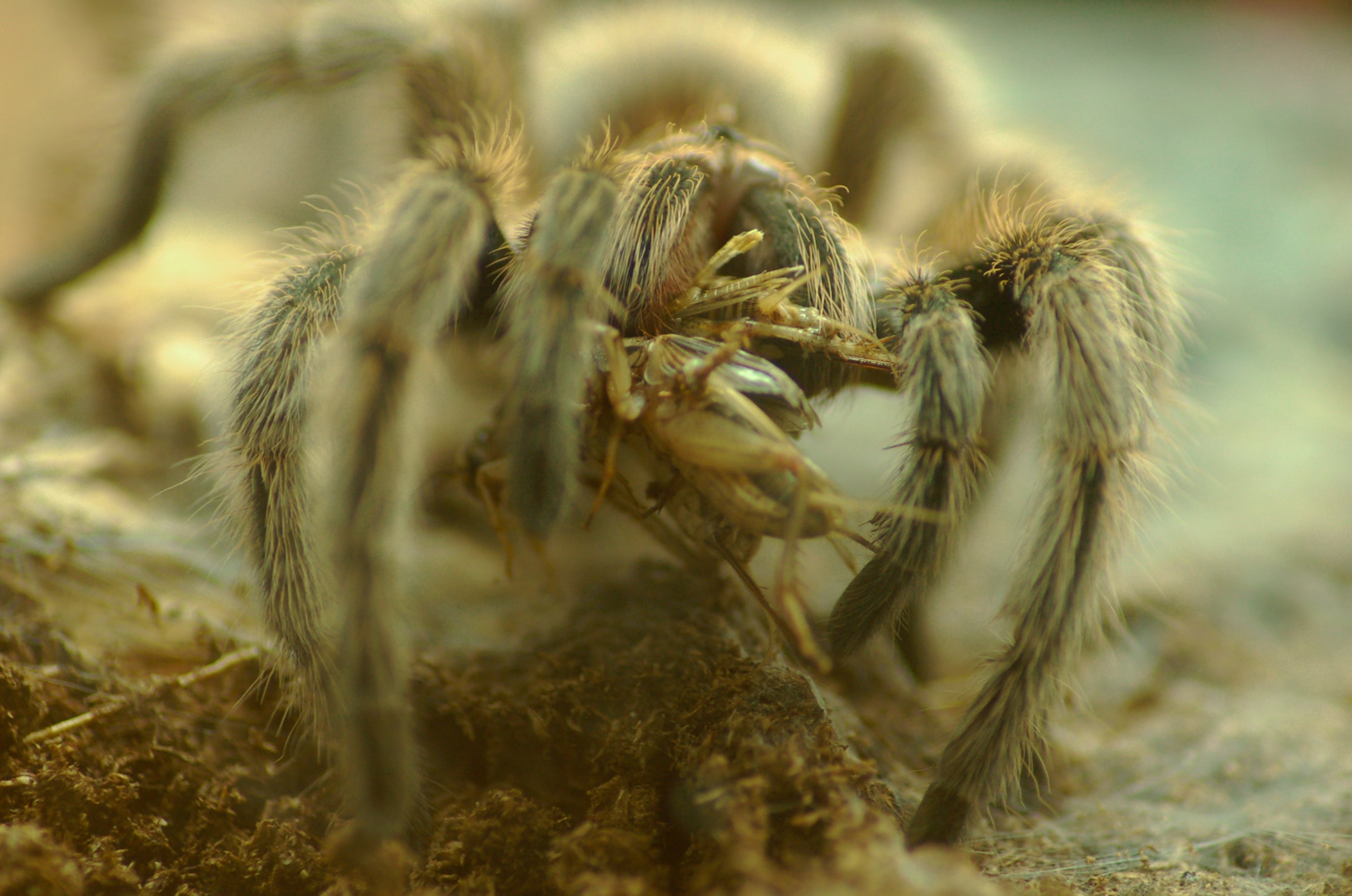 Cricket coaching and drills