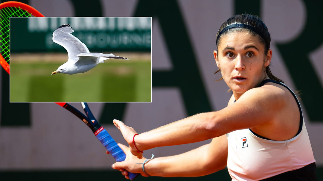 Seagull Invades Julia Riera's Hotel Room Ahead of Rothesay International